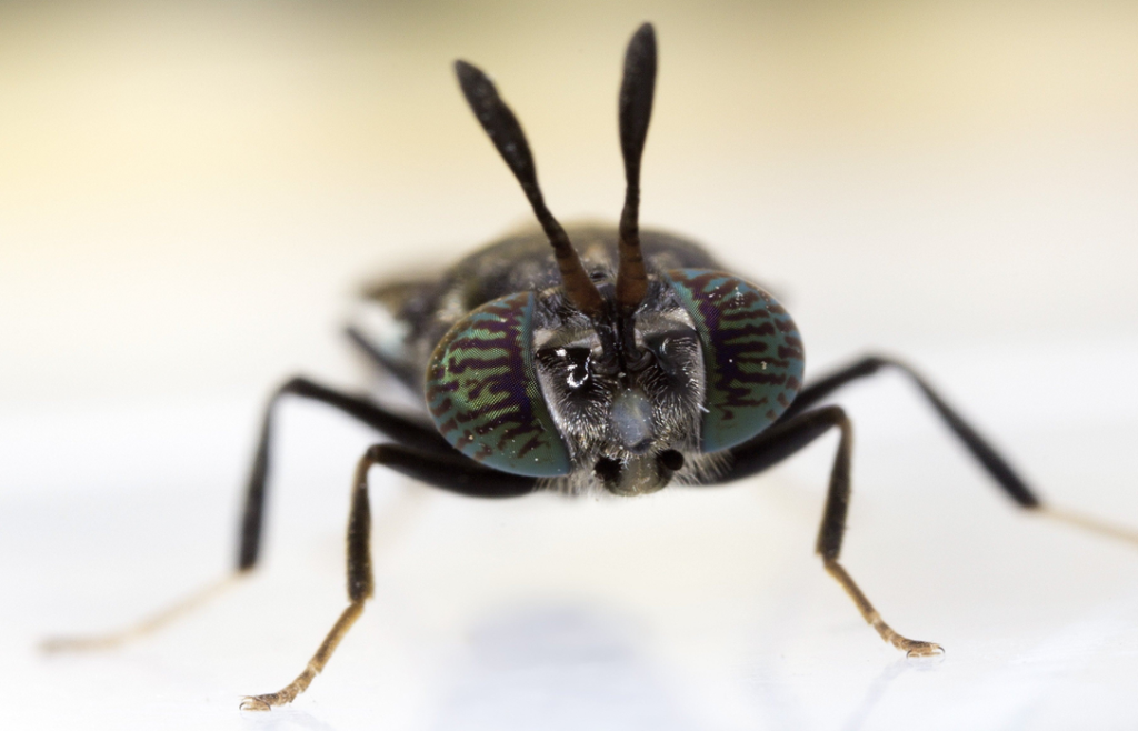 Macro portrait of an adult Black Soldier Fly showing its iridescent compound eyes
