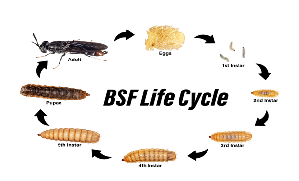 Diagram of the BSF life cycle: eggs, five larval instars, pupae and adult fly